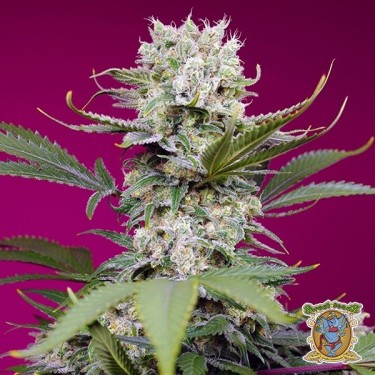Sweet Mandarine Zkittlez XL Auto