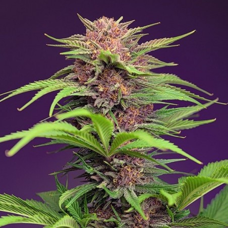 Red Mimosa XL Auto Sweet Seeds - GB The Green Brand Red Mimosa XL Auto Sweet Seeds - GB The Green Brand