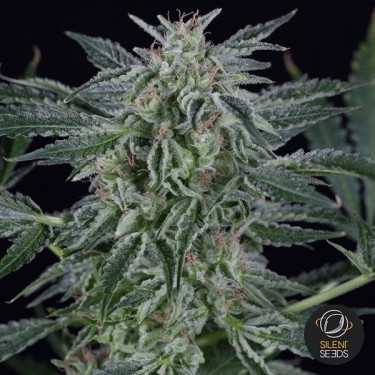 Critical Jack Autoflowering