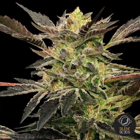 Auto Pink Sunset by Sherbinskis Auto Pink Sunset by Sherbinskis