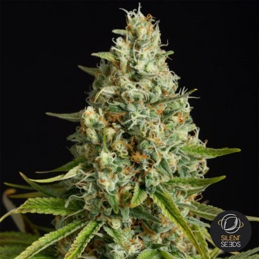 Amnesia Lemon