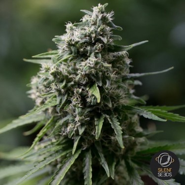 Plante de cannabis Critical + 2.0