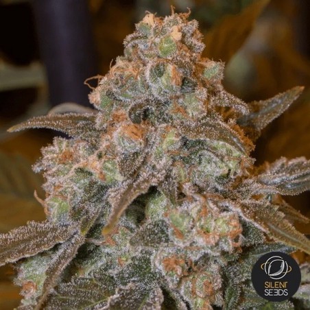 Gorilla Frost Gorilla Frost