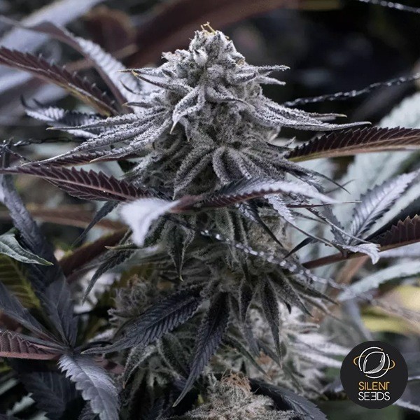 Sementes de Silents Seeds Grape Juice - Crescer Barato