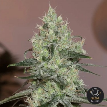Original Amnesia