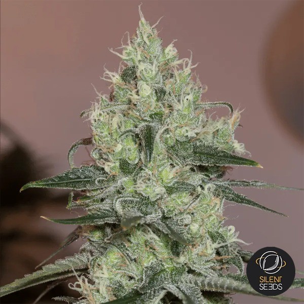 Original Amnesia di Silent Seeds femminizzata