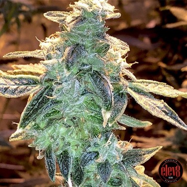 Lemon Runtz Elev8 Seeds