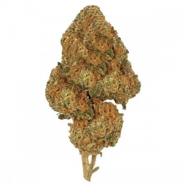 Freeze Kit flor Lemon Tree CBD