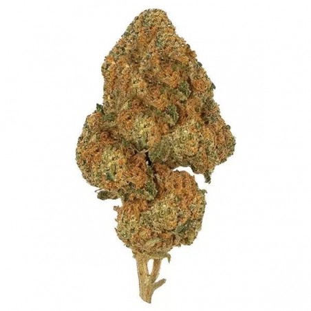 Freeze Kit flor Lemon Tree CBD