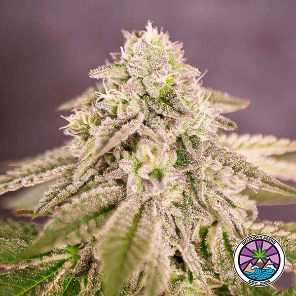 Bay Burger plante de cannabis