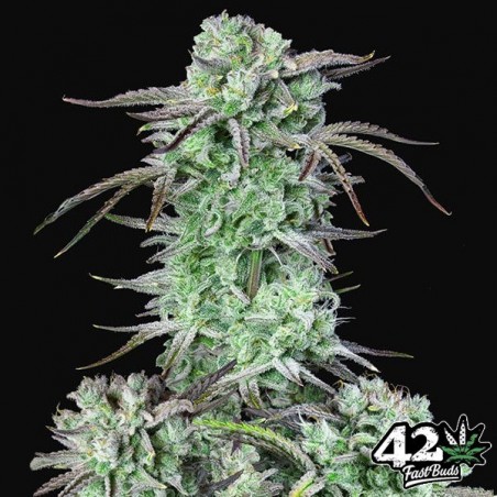 Strawberry Banana Auto