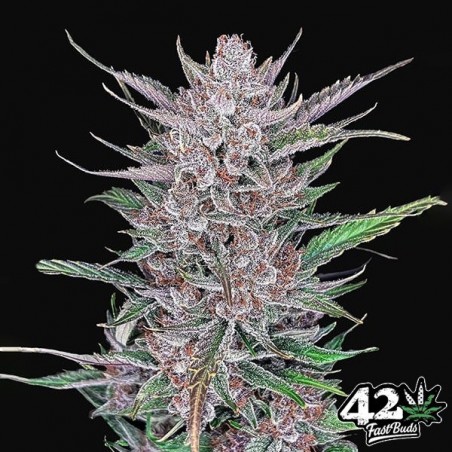 Gorilla Punch Auto Gorilla Punch Auto