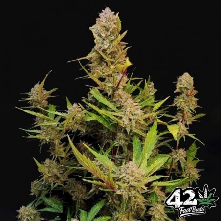 Apricot Auto Apricot Auto