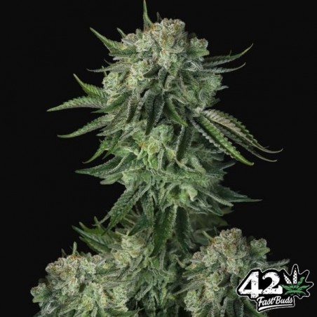 Moby Dick Auto Moby Dick Auto