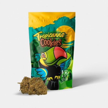 Fleurs CBD GB Indoor 'Tropicanna Cookies' Fleurs CBD GB Indoor 'Tropicanna Cookies'