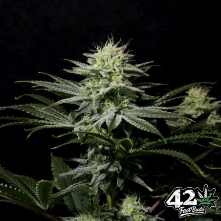 GG4 Sherbet Fast GG4 Sherbet Fast