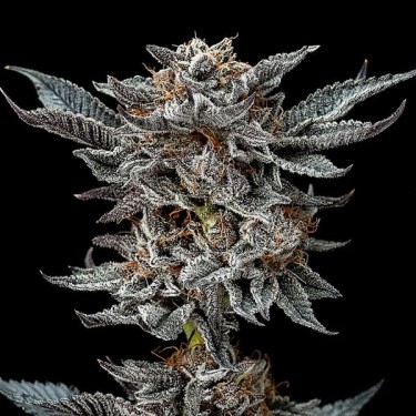 Gorilla Kingdom Glue Auto - BSF Seeds Auto - GB