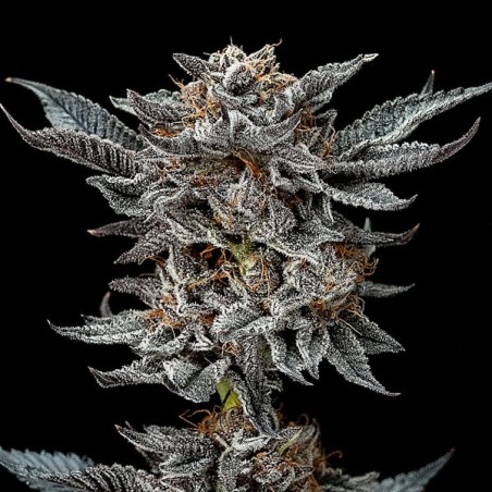 Semillas Gorilla Kingdom Glue Auto de BSF Seeds auto - Grow Barato