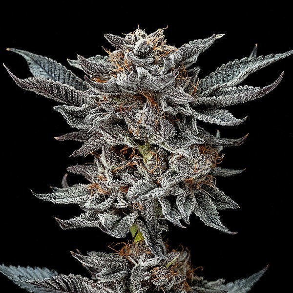 Gorilla Glue 4