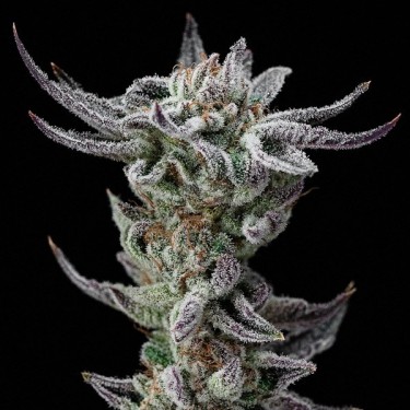 Gorilla Glue Faster Flowering