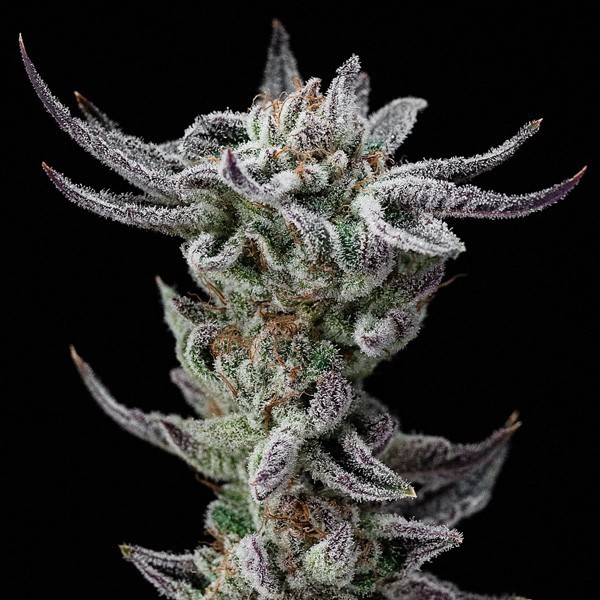 Gorilla Glue Faster Flowering