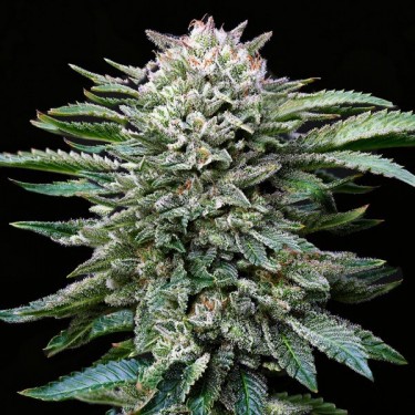 White Gorilla