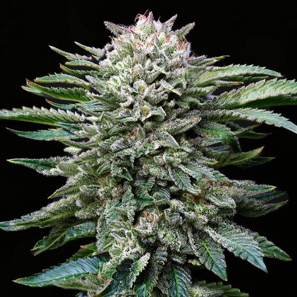 White Gorilla