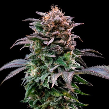Gorilla Banana Gorilla Banana