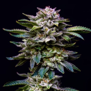 Gorilla Rainbows