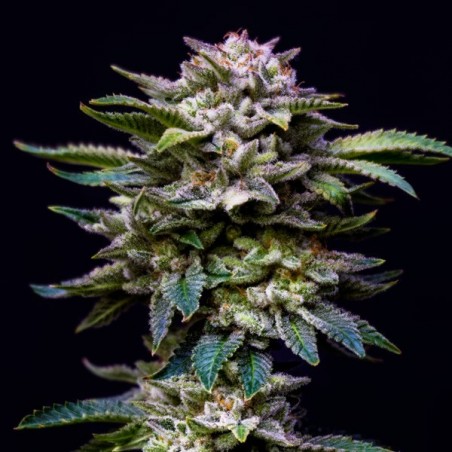 Gorilla Kingdom Rainbow femminizzata BSF Seeds - GB The Green Brand Gorilla Kingdom Rainbow femminizzata BSF Seeds - GB The Green Brand