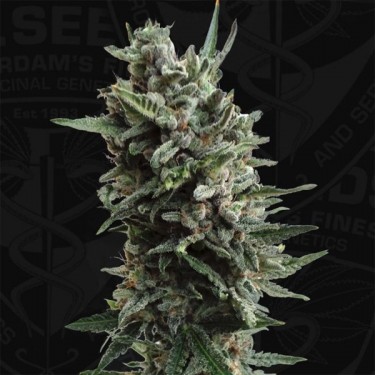 Auto Critical Hog de T.H. Seeds automática - Grow Barato
