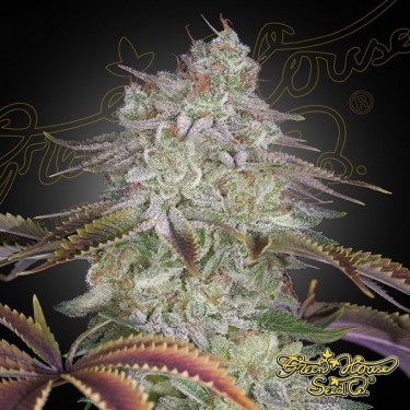 AlienZ green house seeds