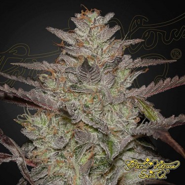 AlienZ Auto green house seeds