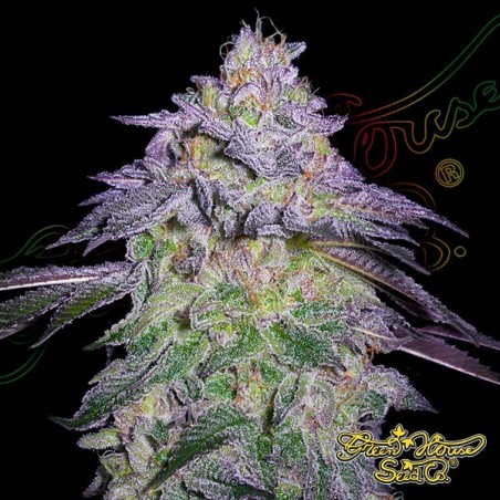 Nori Cake green house seeds Nori Cake green house seeds
