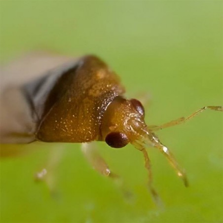 L'Orius Laevigatus contre les Thrips. - Grow Barato L'Orius Laevigatus contre les Thrips. - Grow Barato