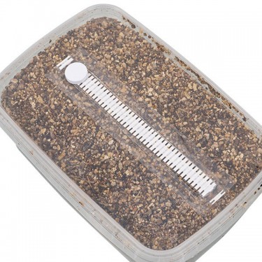 Substrat pour Champignons magiques - GB The Green Brand