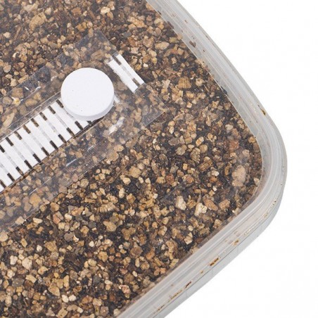 Substrat pour Champignons magiques - GB The Green Brand