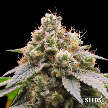 Gorilla Glue #4 100% Femminilizzata GB The Green Brand