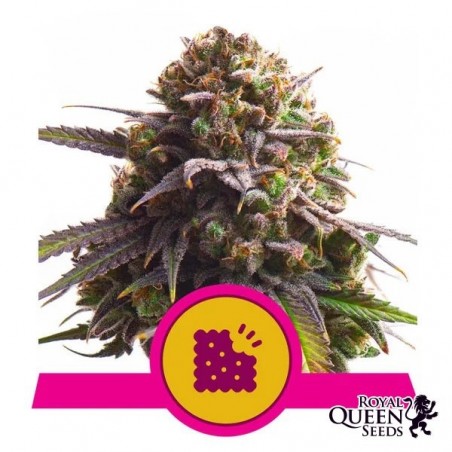 Biscotti Royal Queen Seeds Biscotti Royal Queen Seeds