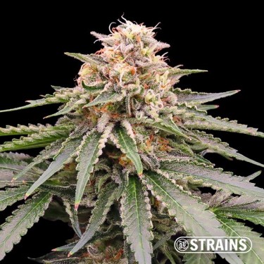 Dois e Glue de GB Strains Semente feminizado - Crescer Barato