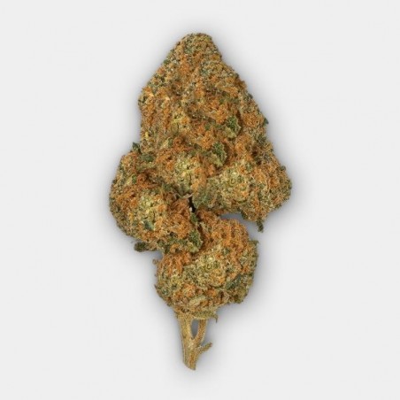 Fleurs CBD GB Indoor 'The Lemon Tree' - GB The Green Brand