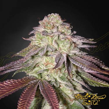 Sugarlato Auto - Green House Seeds - GB The Green Brand