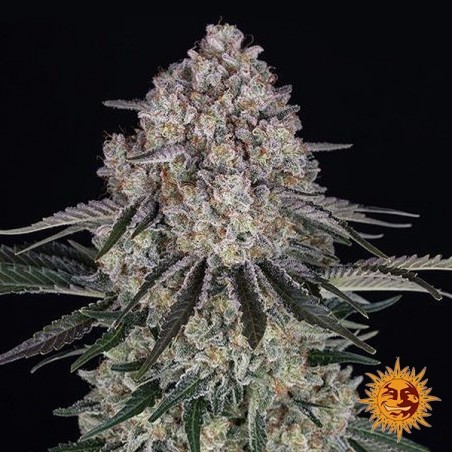 Sour Diesel Auto - Barney's Farm Sour Diesel Auto - Barney's Farm
