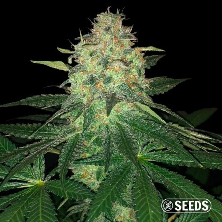 Mamba Negra - GB Seeds Mamba Negra - GB Seeds