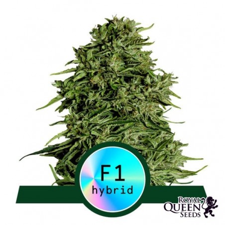 Cosmos F1 Auto CBD Cosmos F1 Auto CBD