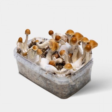 Kit Coltivazione Funghi Amazonian ➡️ 100% Micelio