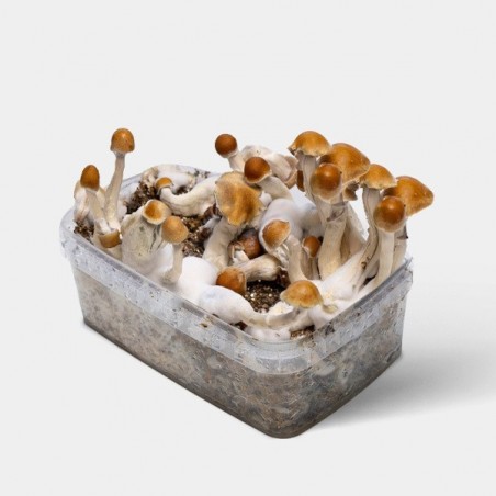 Kit de Culture Champignon Amazonian de Qualité ✅