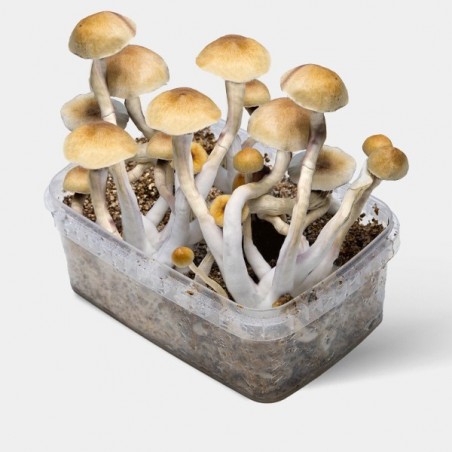Thai Mushroom patch kit - GB