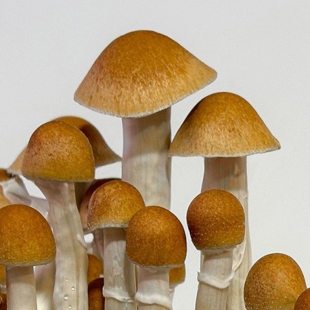 Kit Coltivazioni Funghi McKennaii | 100 % Fresh ✅