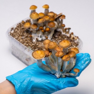 Kit Coltivazione Funghi Mazatapec | Economico e di qualità 👌